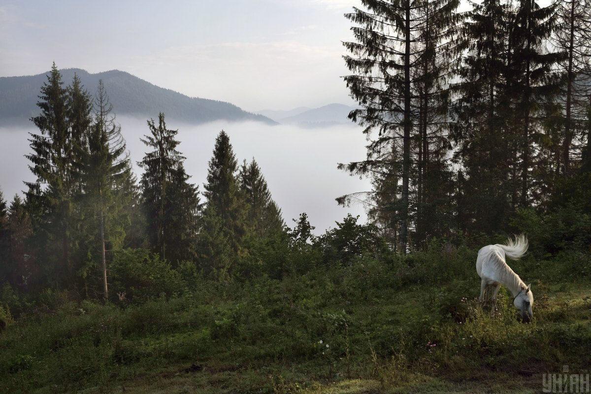 Găsiți un animal viclean printre peisajul de vară în 12 secunde / colaj din fotografia Moje