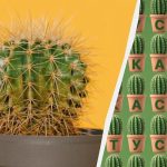 Doar 2% dintre oameni pot găsi cuvântul „cactus” în 11