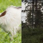 Toată lumea vede un cal și doar câțiva vor găsi
