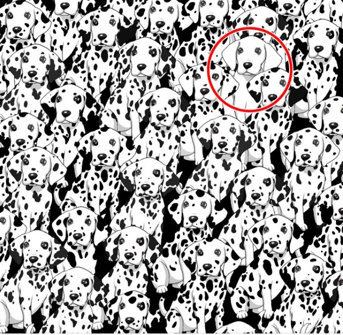 Găsiți câinele care nu are pete între acești dalmațieni - rezolvarea puzzle-ului