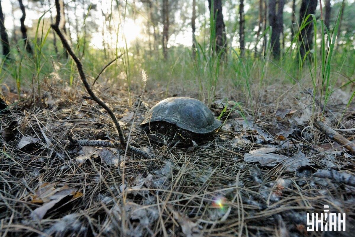 Găsiți ciuperca pe ghicitoarea viză / colajul cu fotografia Moje