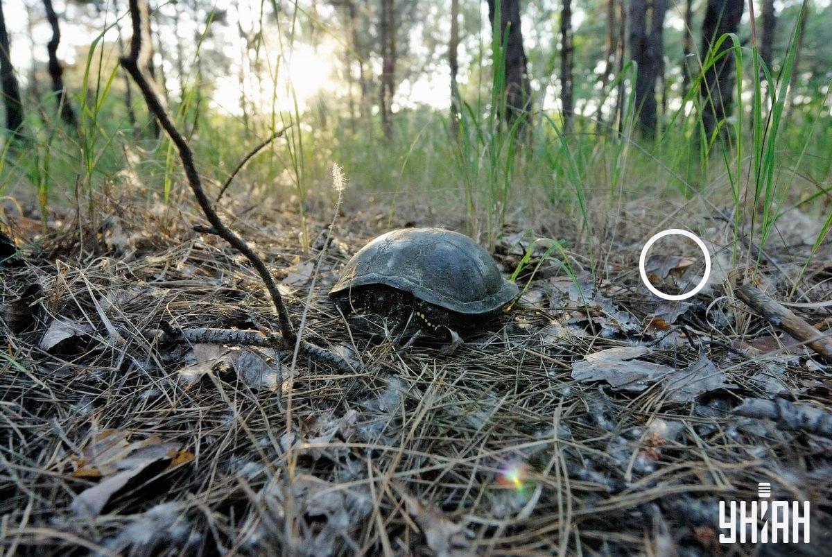 Ciupercă 