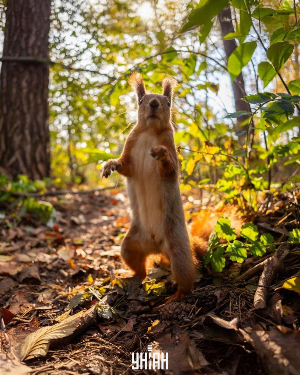Este nevoie de mai puțin de 10 secunde pentru a găsi o ghindă în imagine / colaj din fotografia Moje