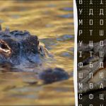 97% dintre oameni nu pot găsi cuvântul „crocodil” în 12