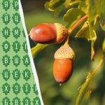 Doar 1% dintre oameni pot găsi cuvântul „stejar” în 11