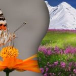 Iluzie optică extrem de dificilă: trebuie să găsiți un fluture