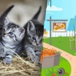 Un puzzle pentru iubitorii de pisici: trebuie să găsești trei